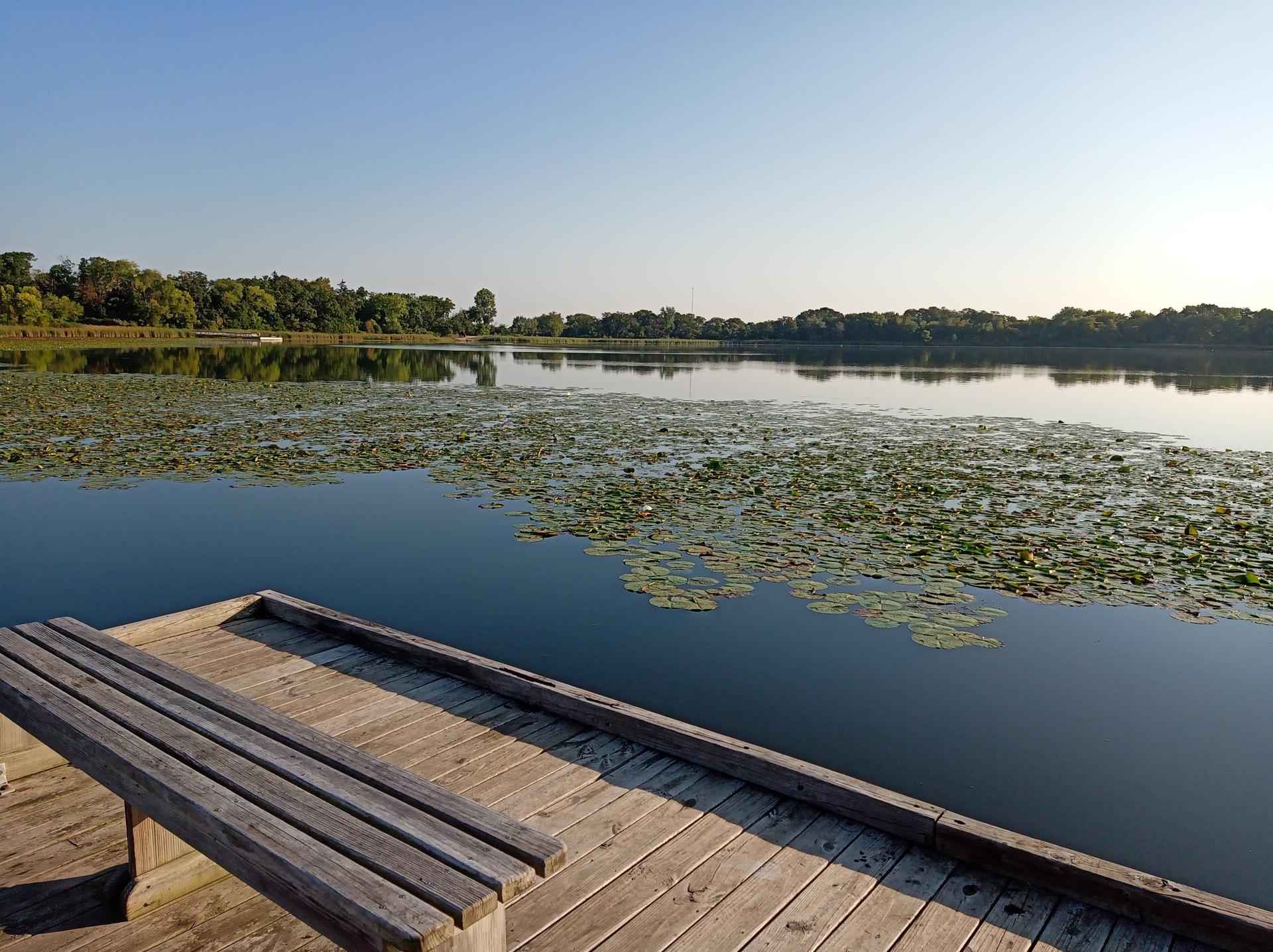 A wooden dock with a bench extends into a calm lake covered in lily pads.