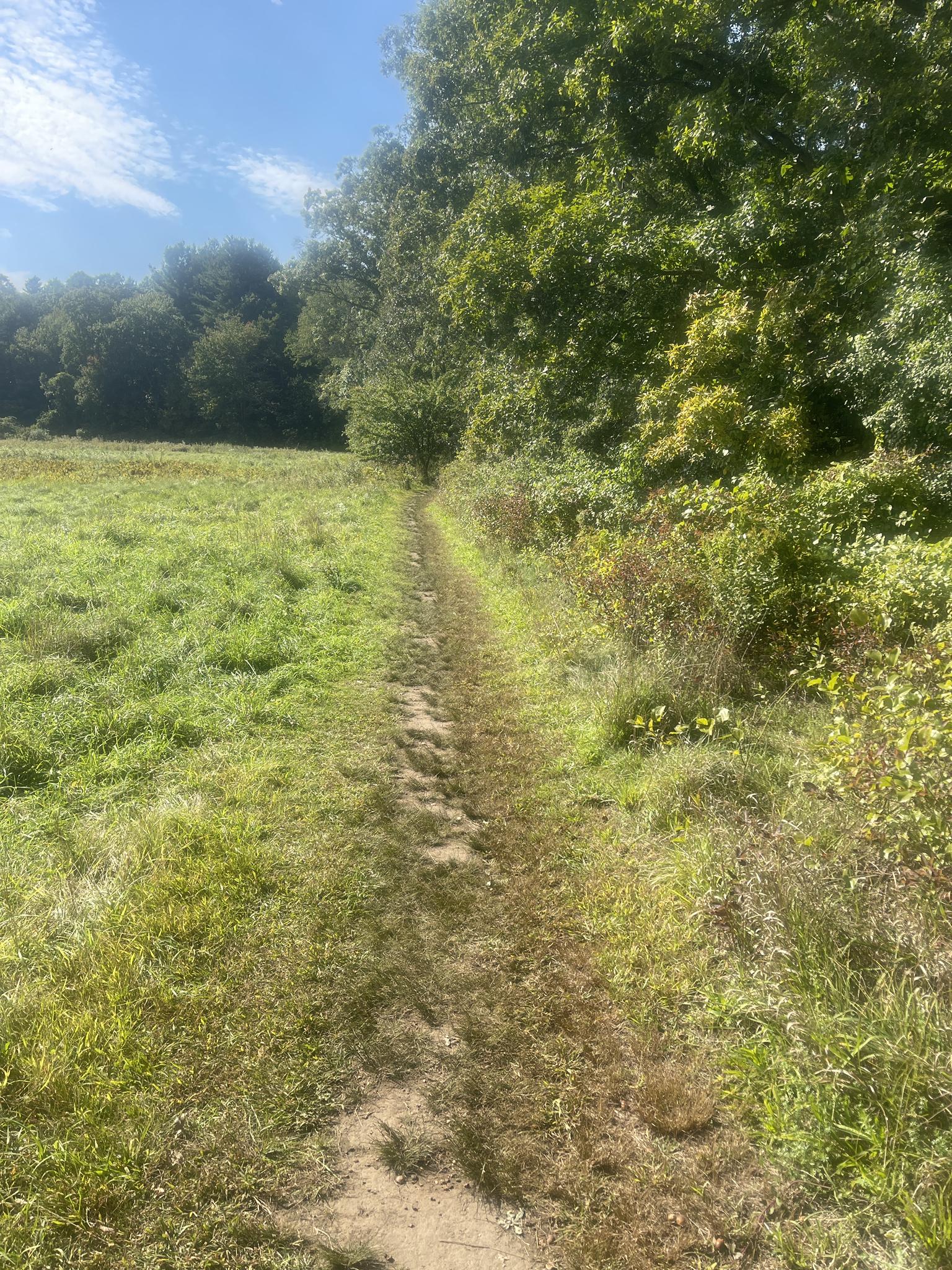 A narrow dirt path through a sunny grassy field next to dense trees.