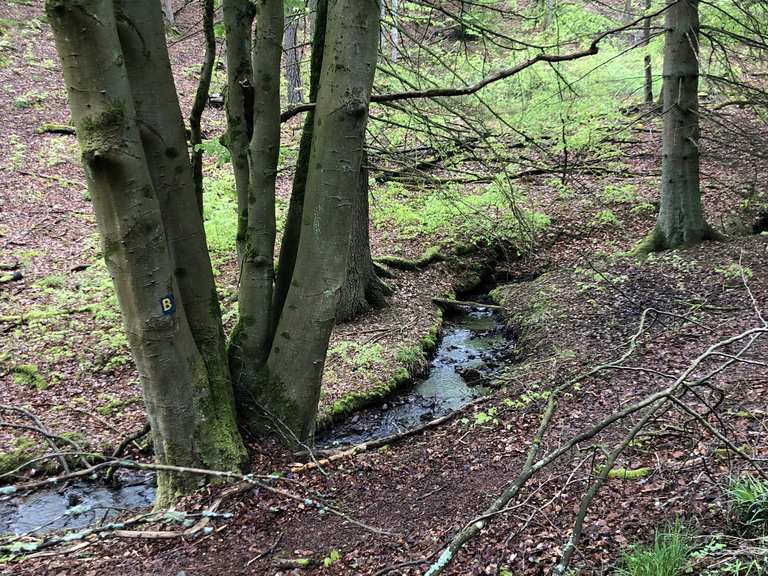 Auf Wurzeln über den Bach - Frankenberg (Eder), Waldeck-Frankenberg