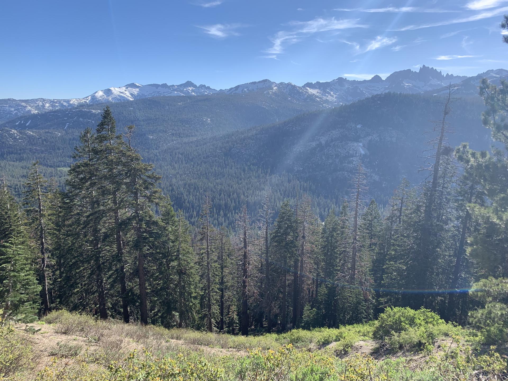 Sunny mountain landscape with dense forest and distant snow-capped peaks.