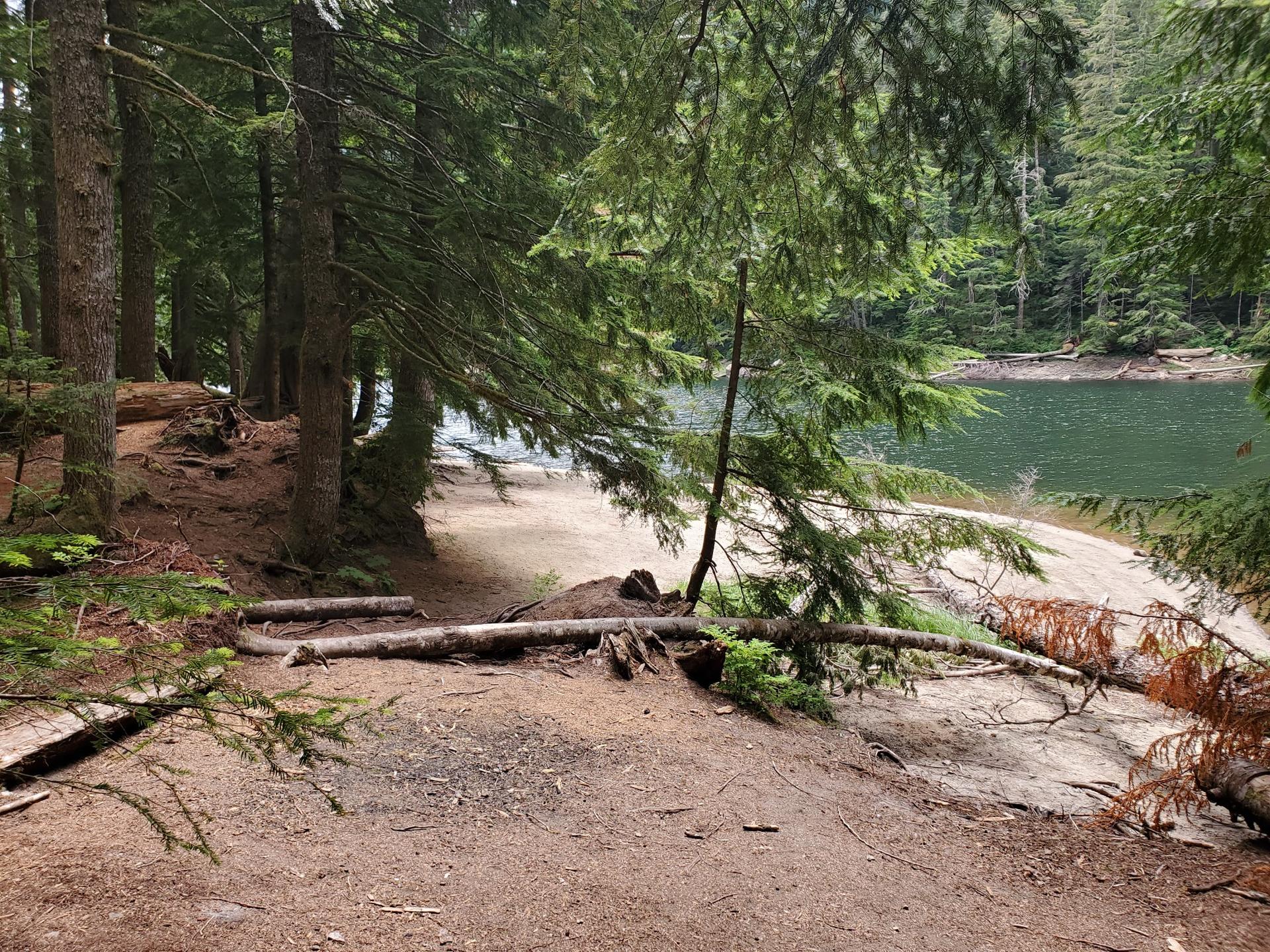 A dirt path leads to a calm lake shore surrounded by tall evergreen trees.