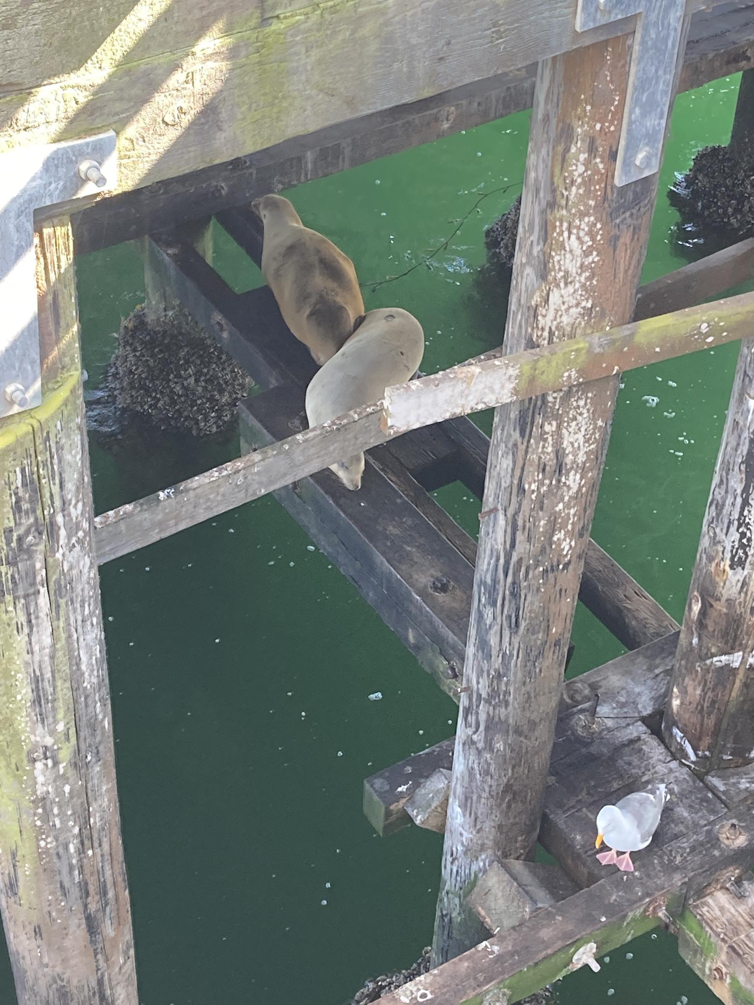 Two sea lions resting on wooden pier beams above green water.