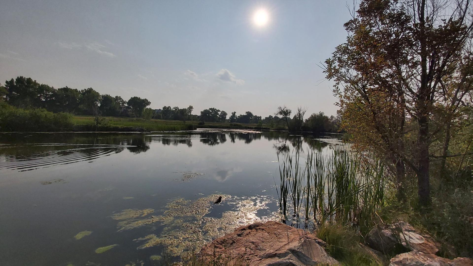 Bright sun over a calm lake with reeds and distant trees.