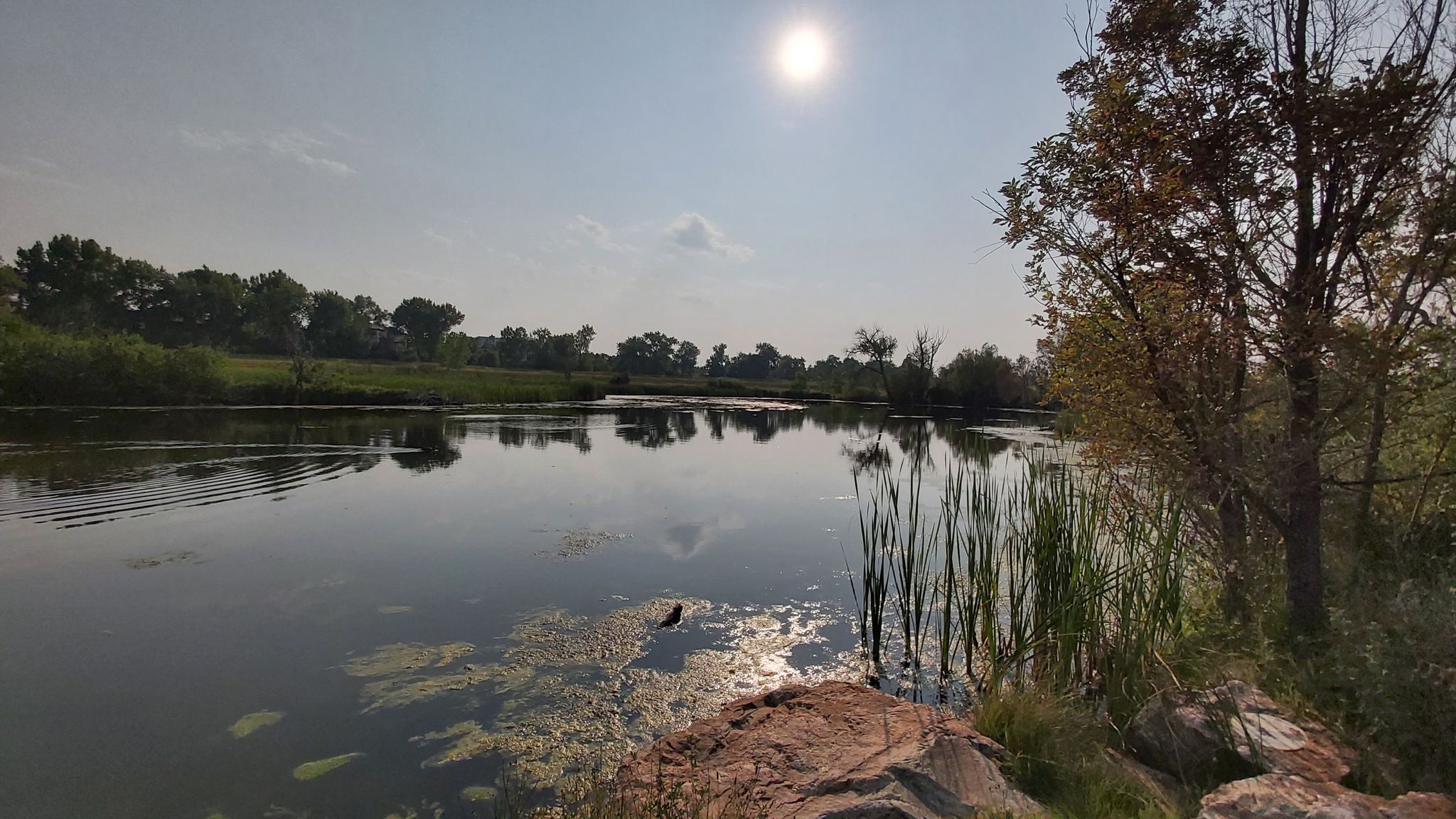 Bright sun over a calm lake with reeds and distant trees. - Blackmer Lake – Blackmer Lake Trail loop from Dry Creek