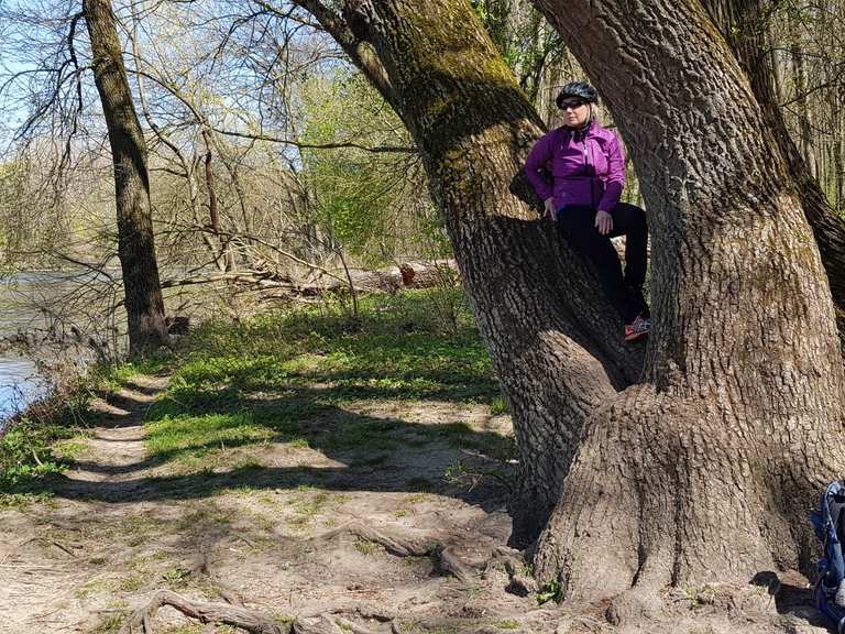 60+ Bambus Englischer Garten Neuburg An Der Donau, Entdeck die