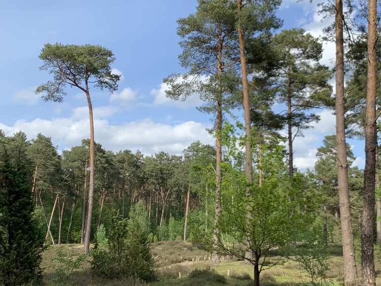 Die Wacholderheide in den Klatenbergen Wanderungen und Rundwege komoot