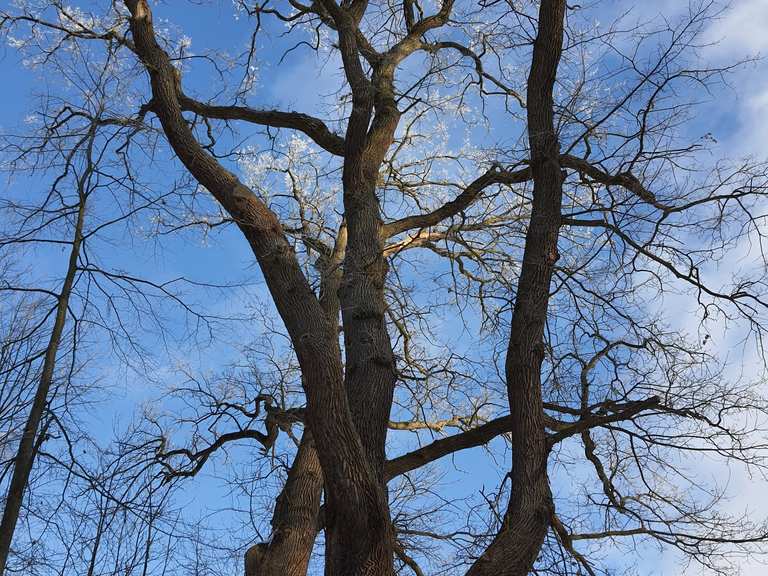 Gut Daudieck Wanderungen Und Rundwege Komoot
