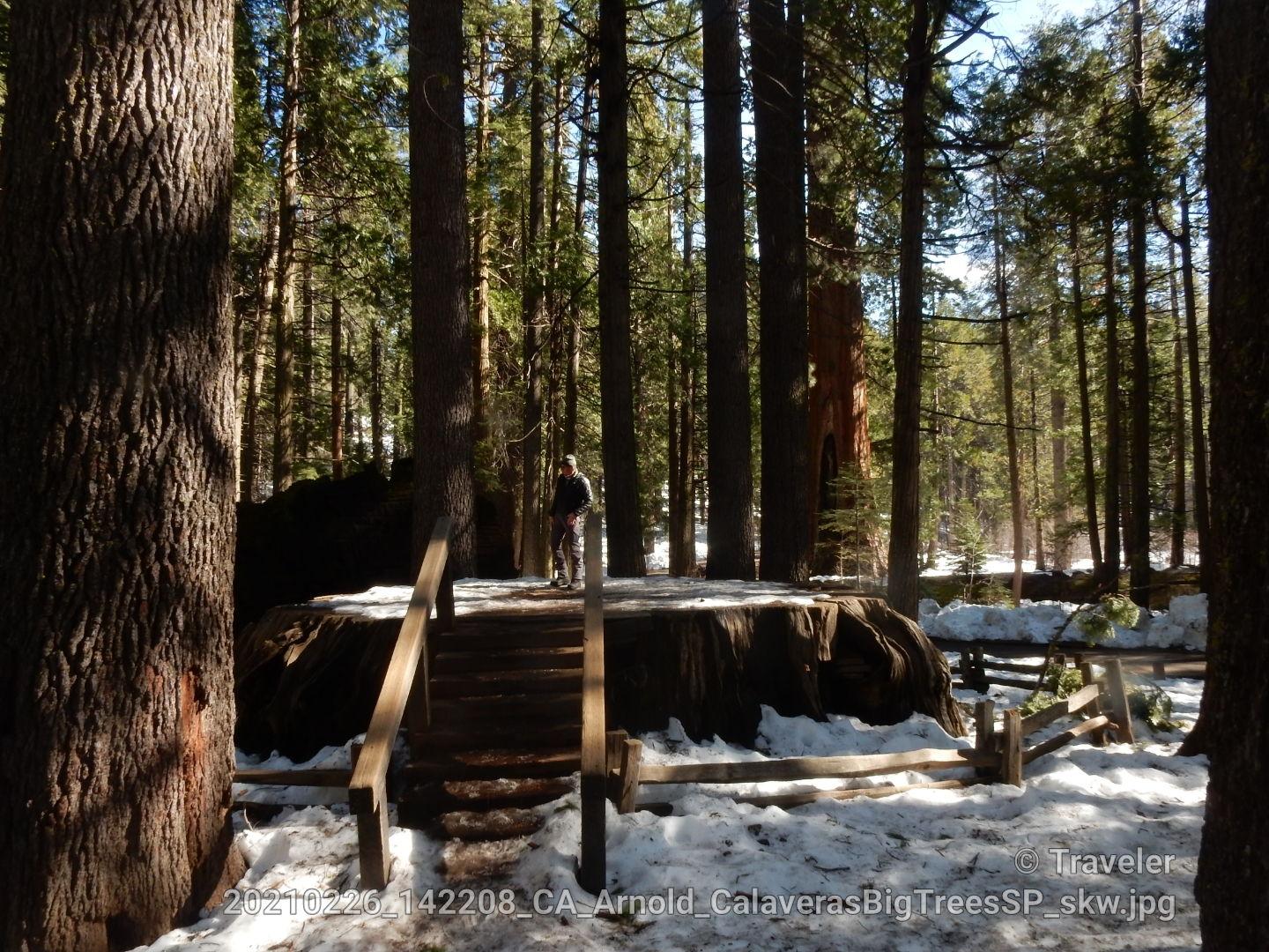 A person stands on a large tree stump platform in a snowy forest.