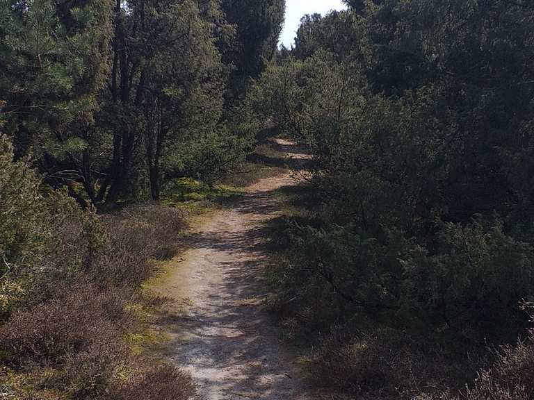 Wachendorfer Wacholderhain Wanderungen und Rundwege komoot