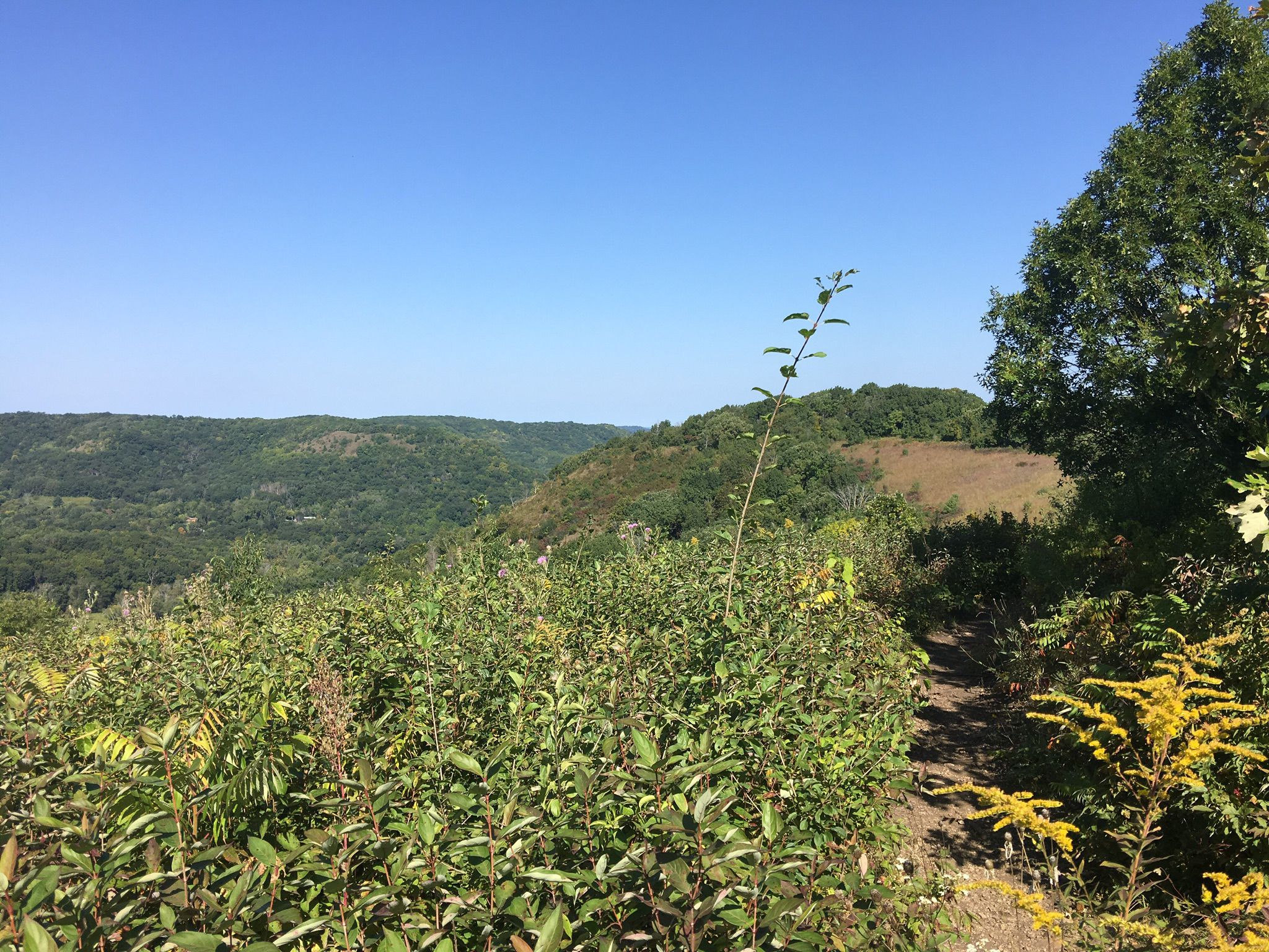 Overgrown trail through green foliage, overlooking distant forested hills on a sunny day. - King's Bluff Trail