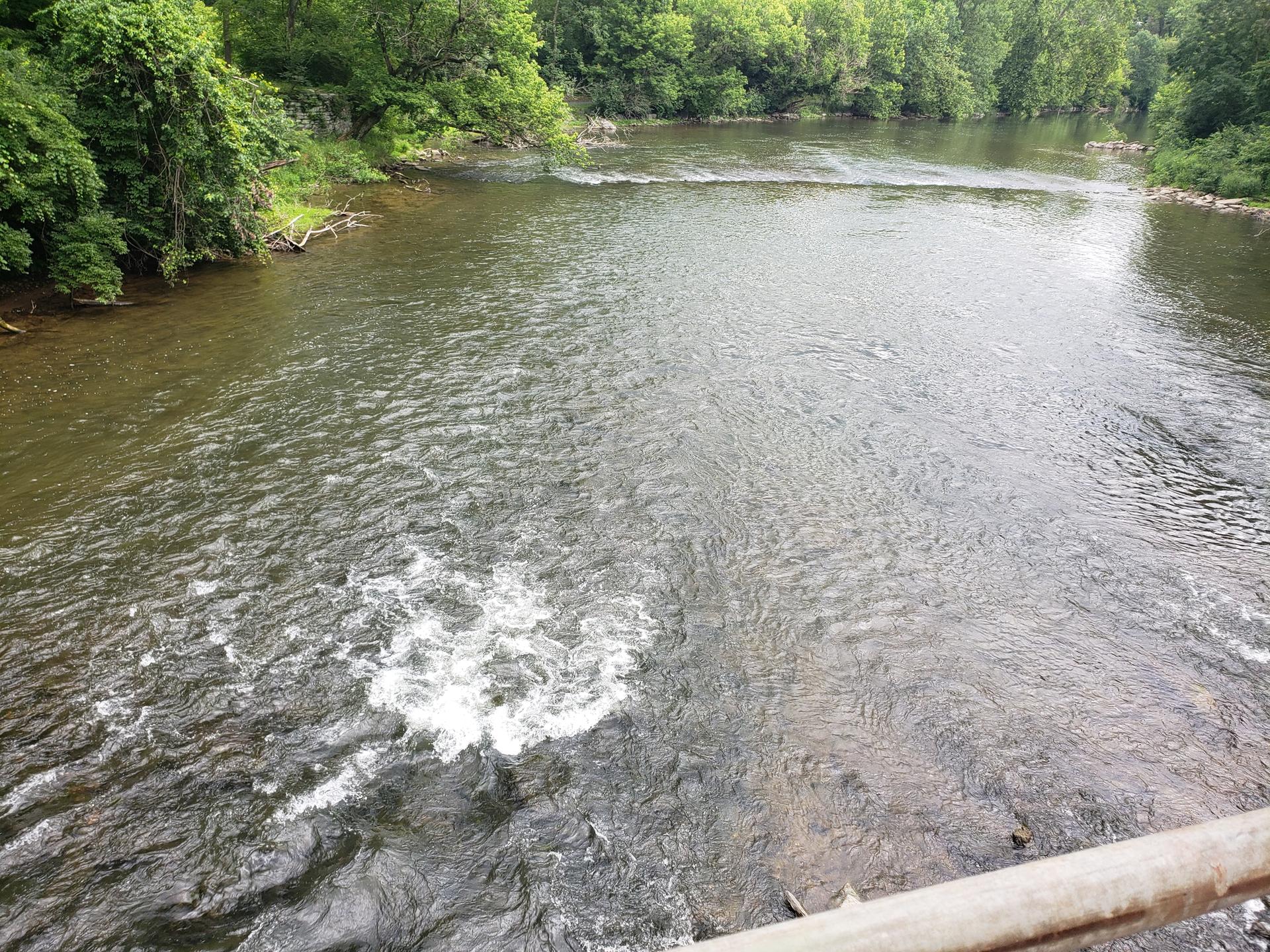 A wide river with small rapids flowing through a lush green forest.