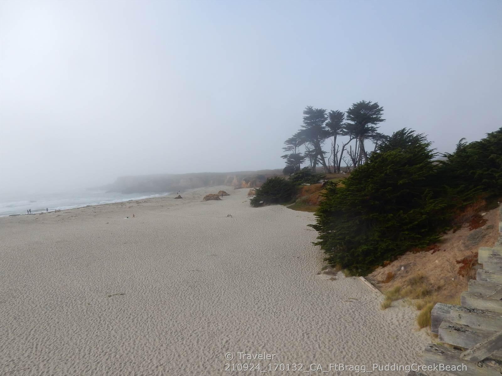 Foggy beach with sand, trees on a bluff, and ocean in the distance.