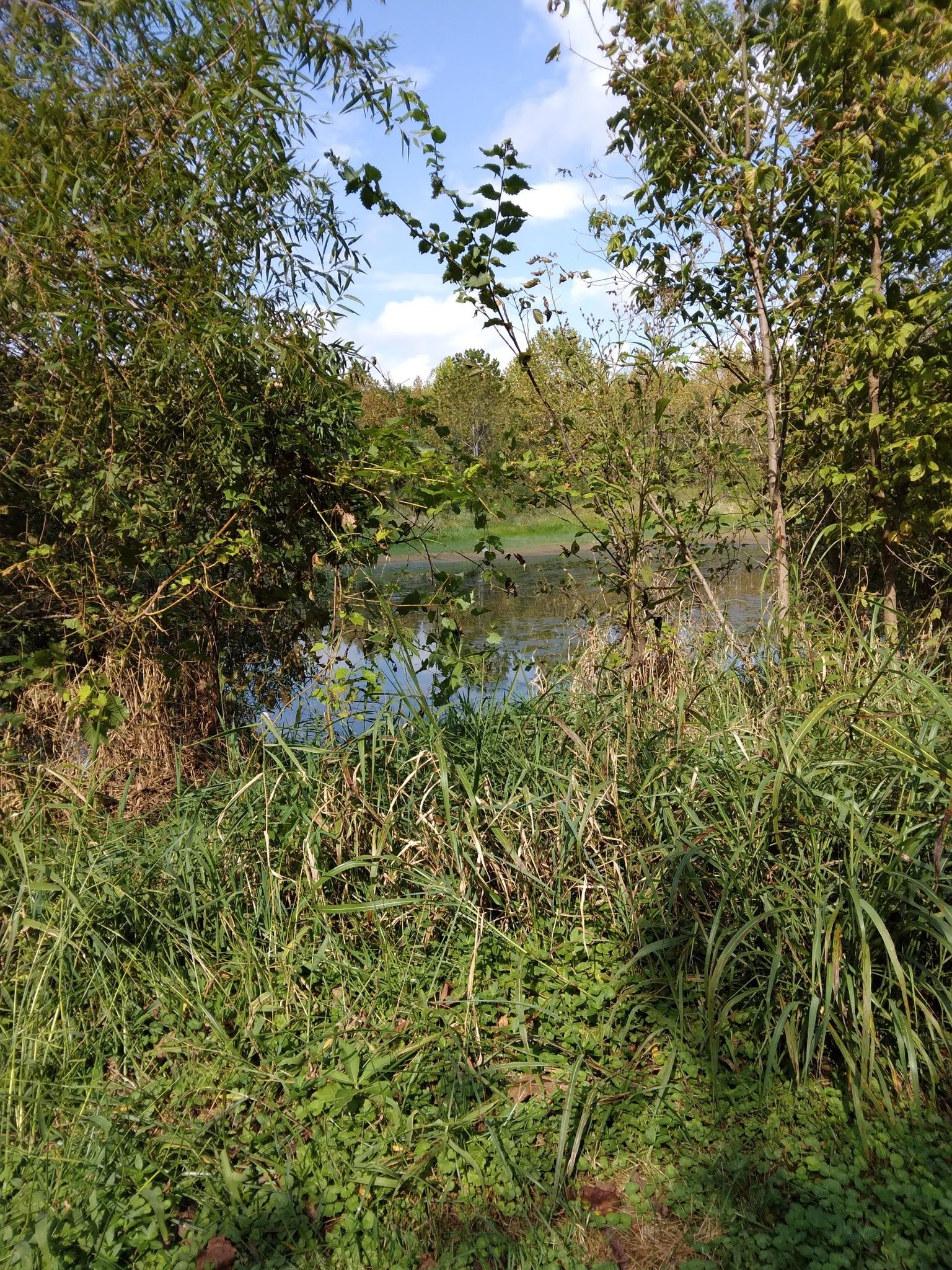 Overgrown green foliage frames a calm body of water under a bright sky.