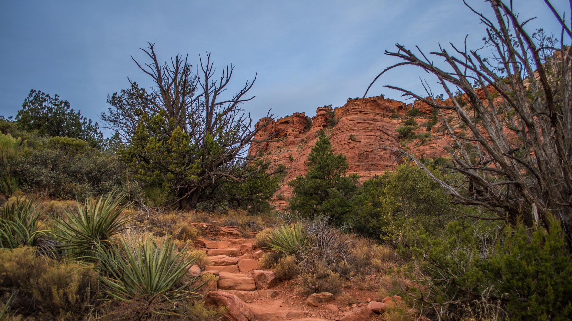 A rocky, stepped dirt path through desert vegetation towards red rock cliffs.