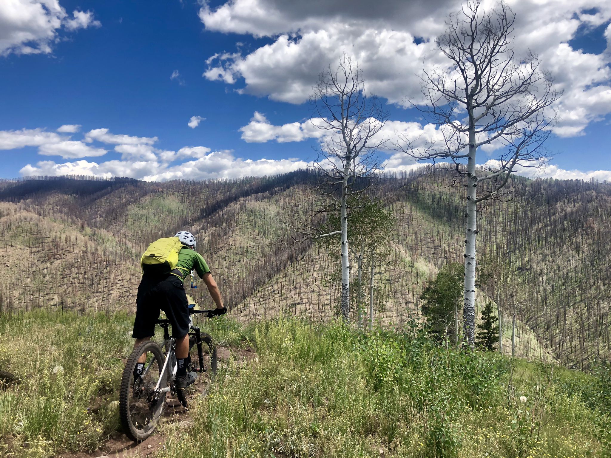 Mountain biker on a dirt trail, riding past dead trees and green hills. - Hermosa Park Road, Elbert Creek Trail, & Hermosa Creek Trail loop