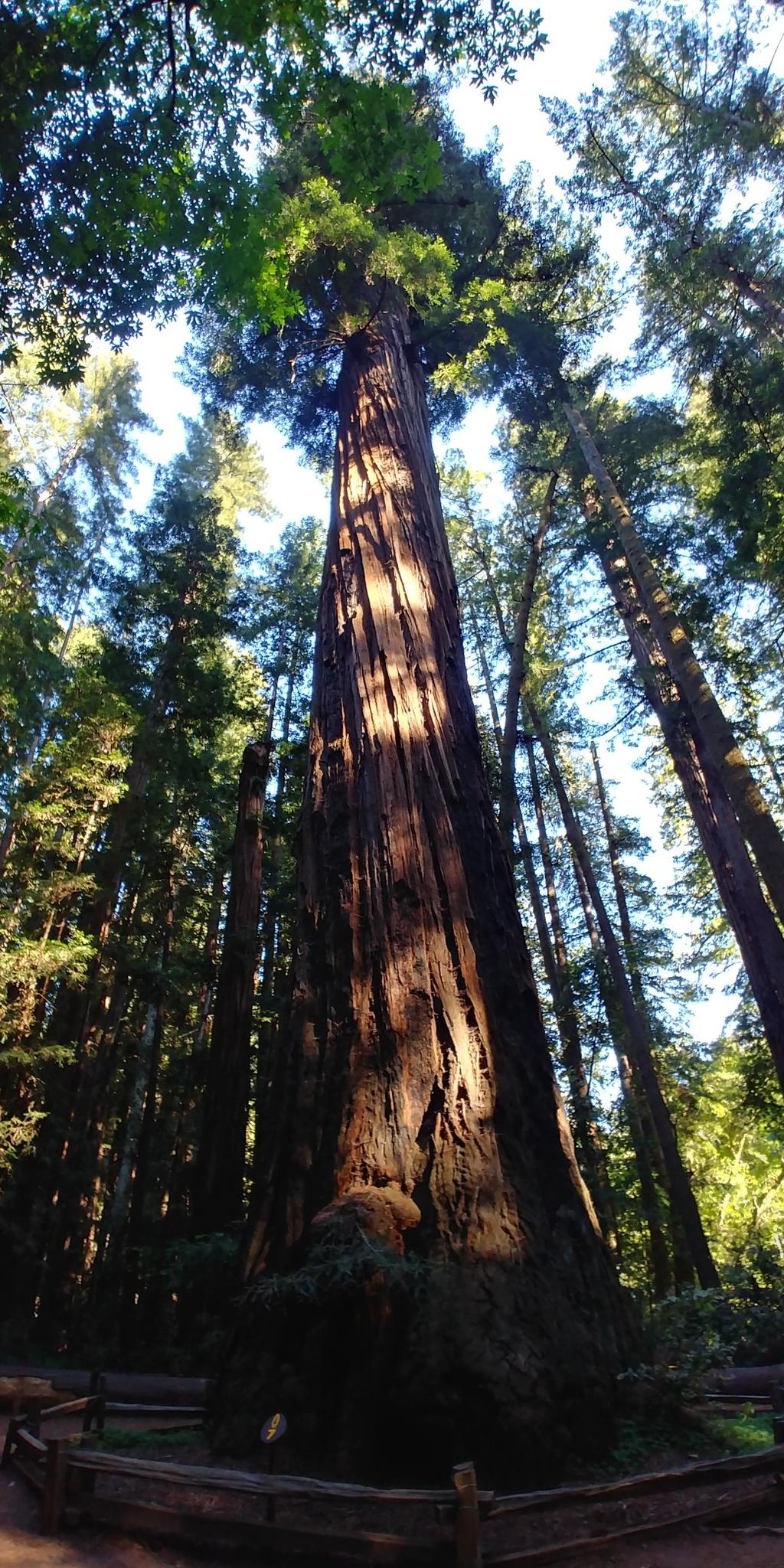 Massive redwood tree trunk bathed in sunlight, surrounded by a wooden fence.