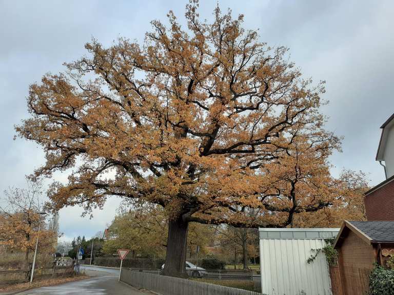 Naturdenkmal Stieleiche ND-H 126 : Rutas de cicloturismo | Komoot