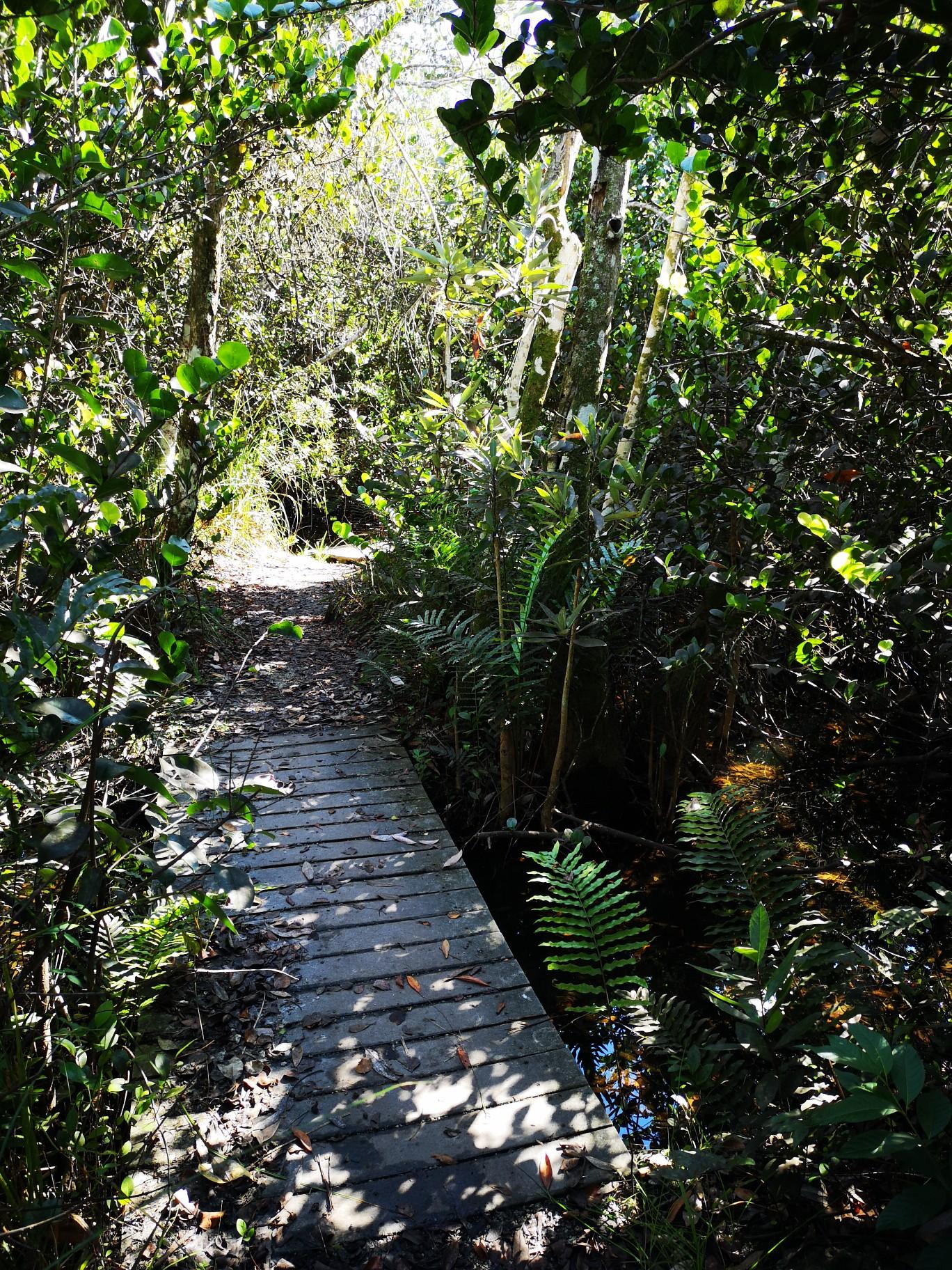 Wooden boardwalk path through a dense, sun-dappled forest.