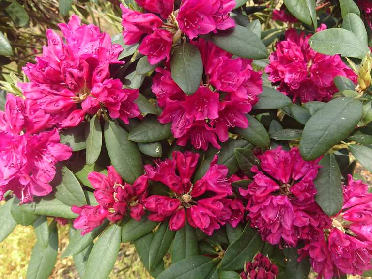 Rhododendron-Grtnerei Seidel  Wander- & Radrouten | Komoot