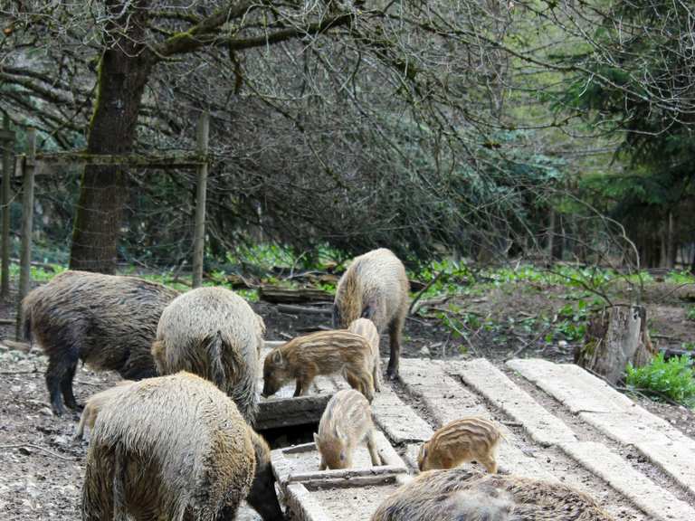 Wildschweingehege Routes For Walking And Hiking 