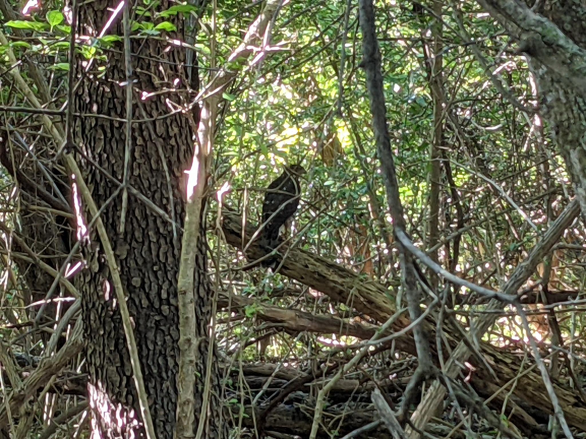 A dark bird perches on a fallen log in a dense, sun-dappled forest.