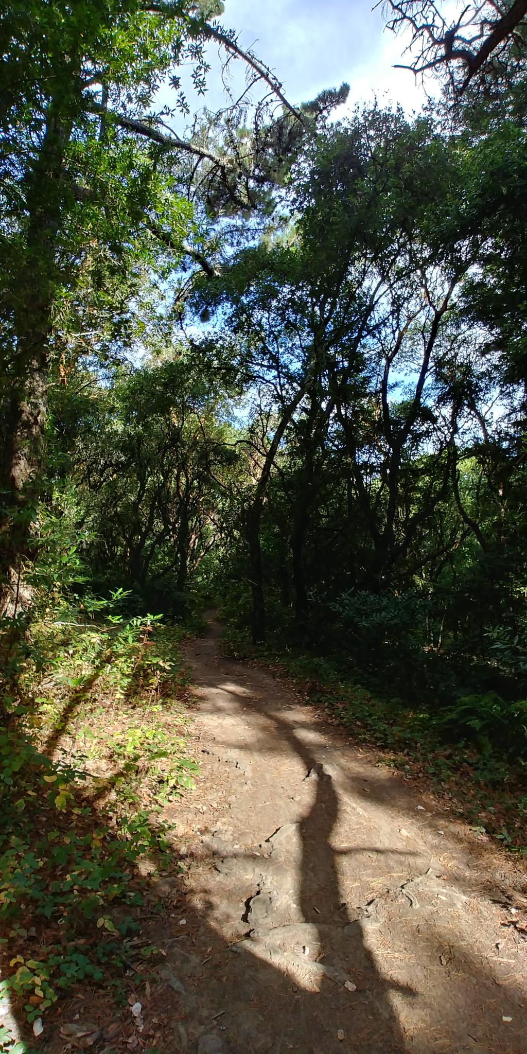 A sunlit dirt path through a green forest with long shadows on the ground.