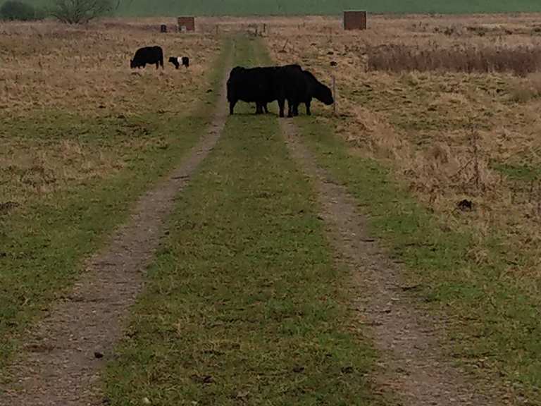 Rewilding Projekt i Gelding-Kasted Mose - Aarhus, Denmark | Hiking Tips ...