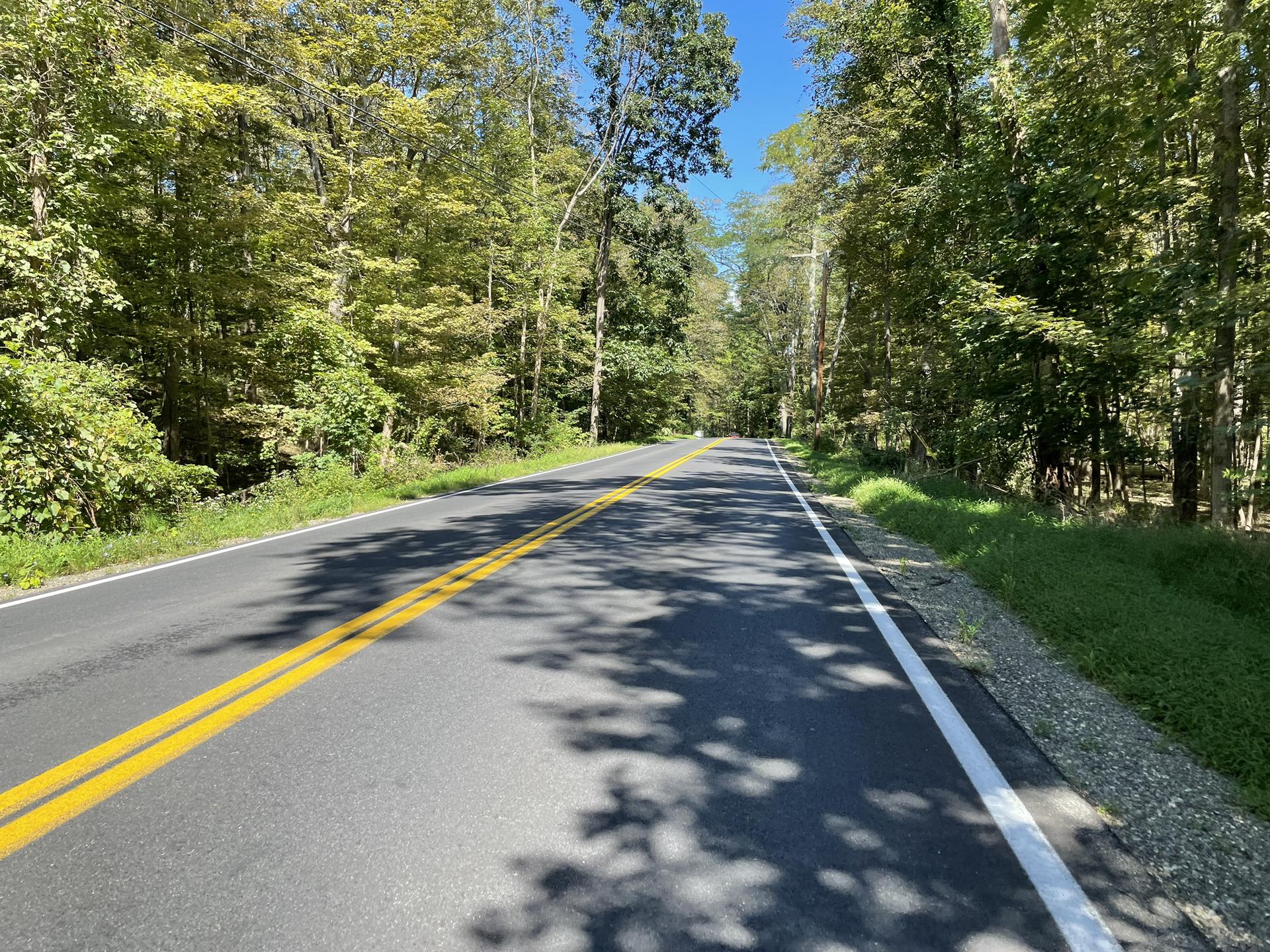 Empty paved road through a dense green forest on a sunny day.