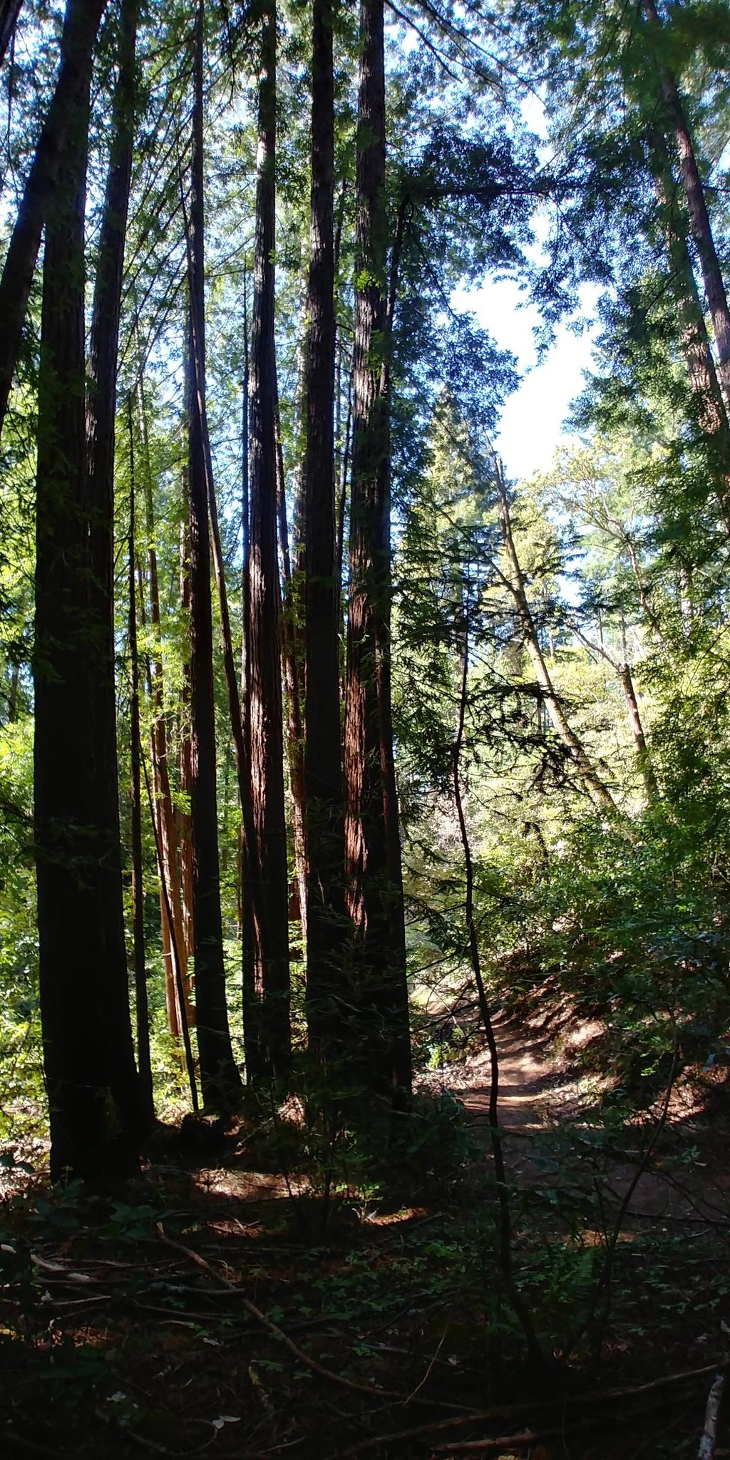 Tall redwood trees cast shadows on a forest path, with bright sky above.