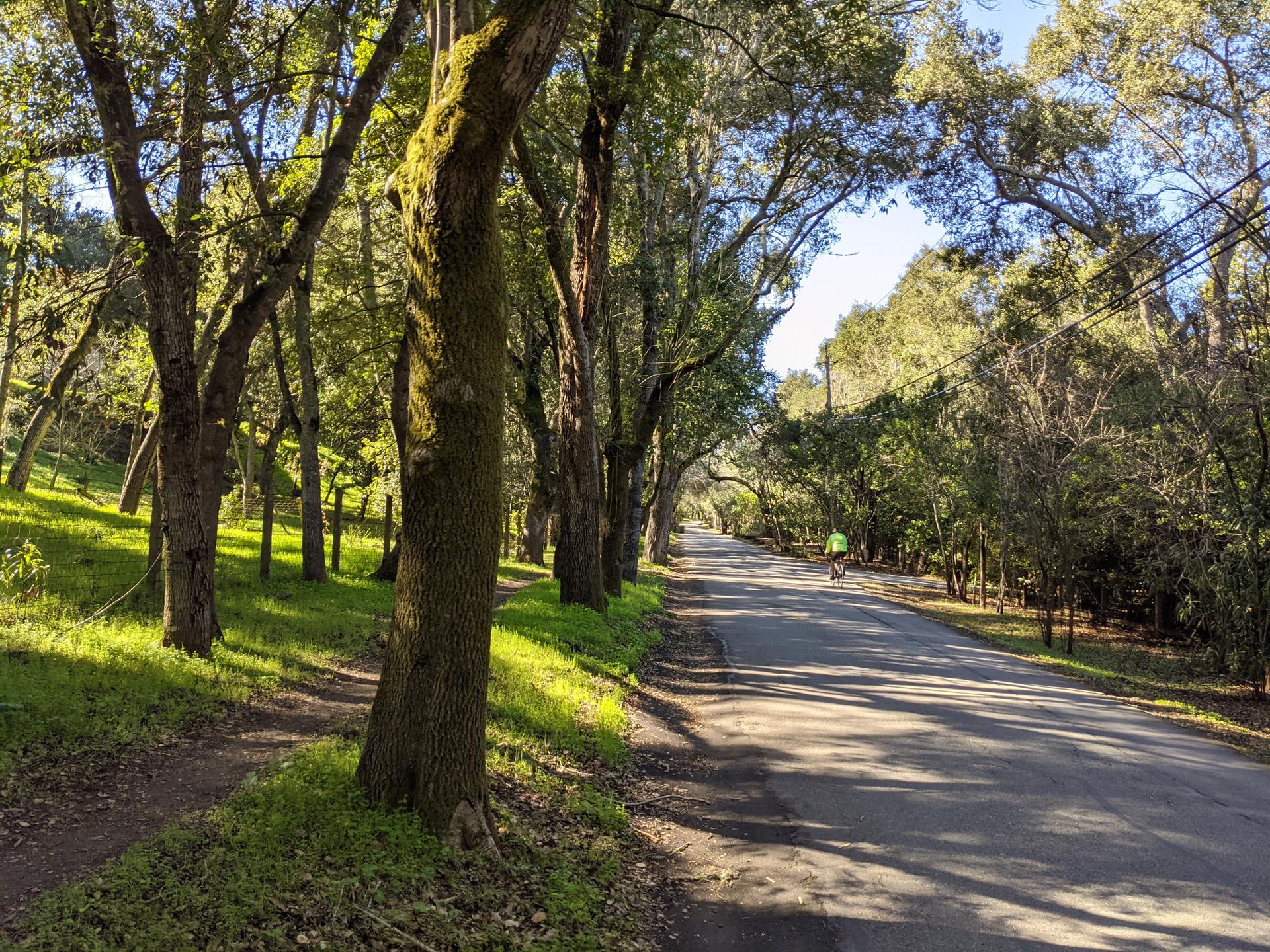Sunny road lined with trees, a cyclist in the distance.