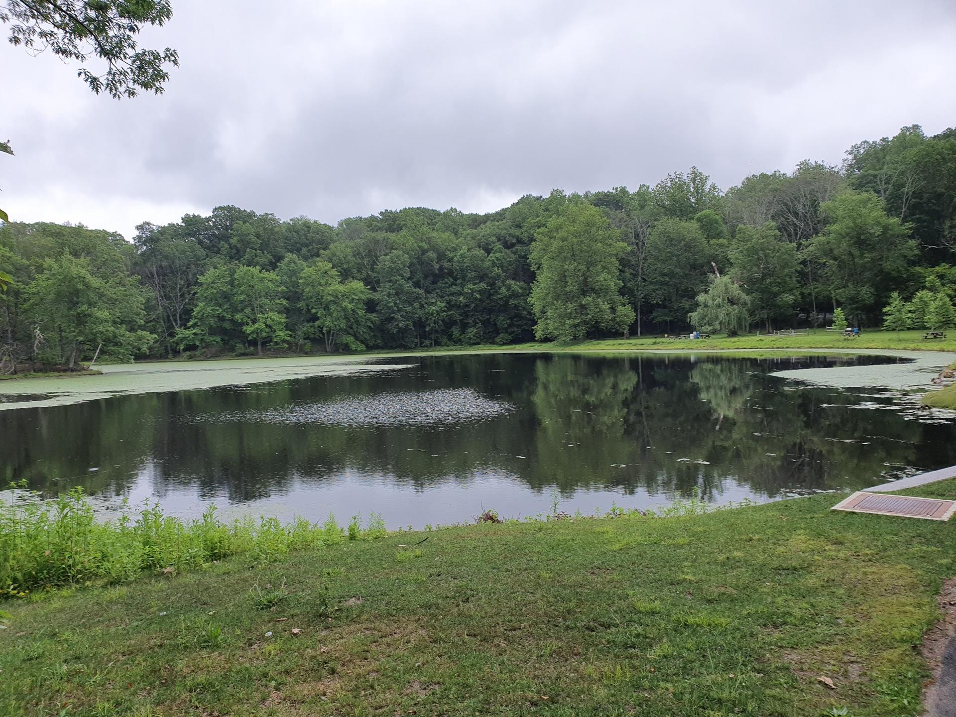 Pond with green algae, surrounded by lush trees under cloudy sky.