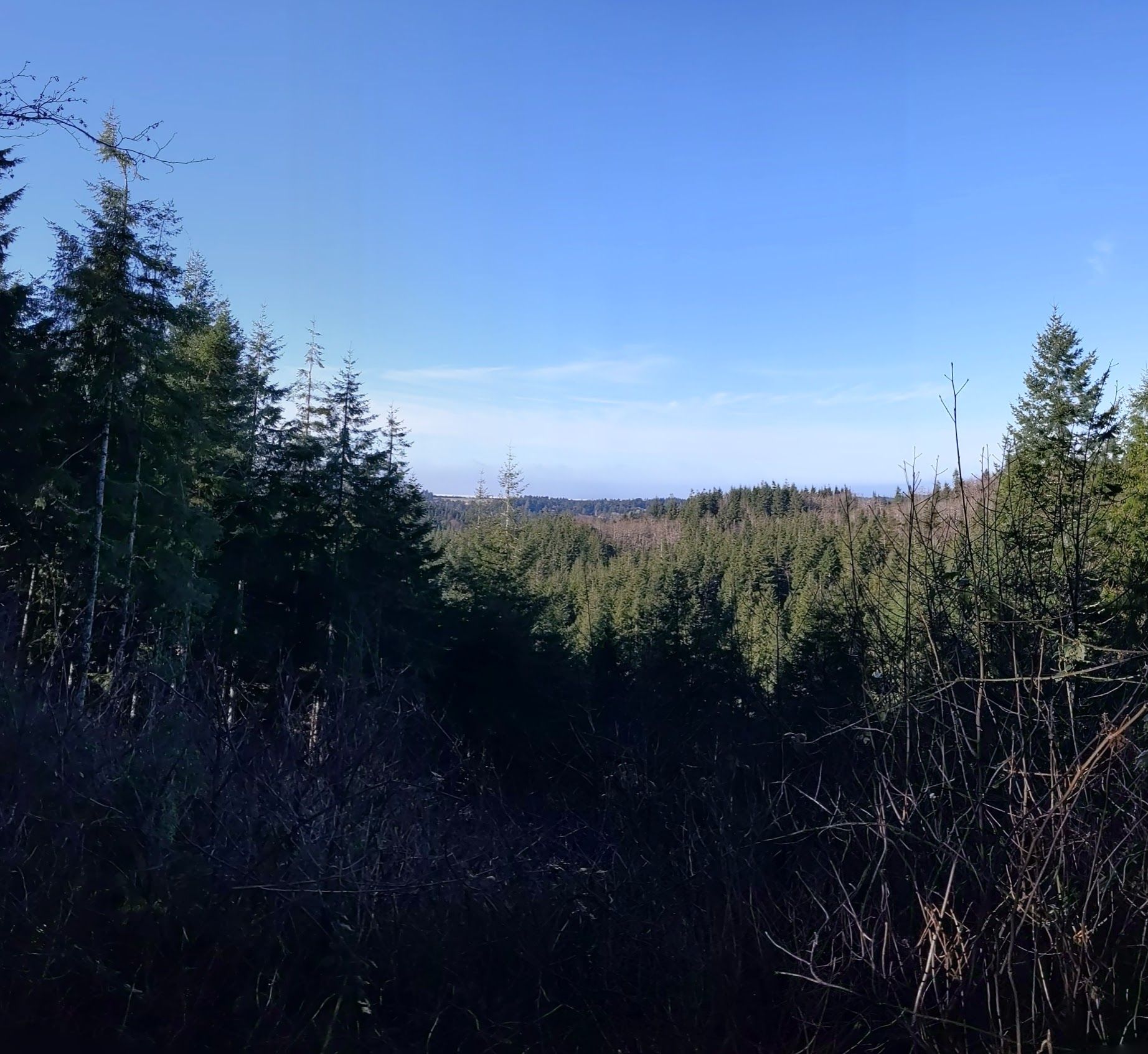 Expansive view of a dense evergreen forest under a bright blue sky. - Fort to Sea Trail