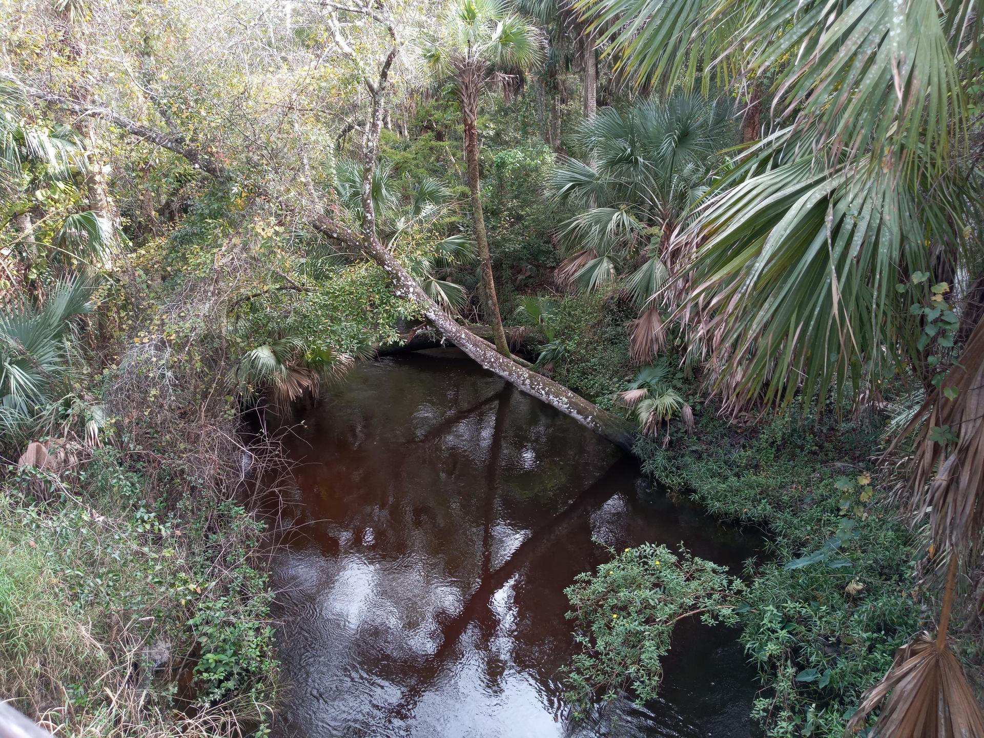 A dark river flows through a dense, lush forest with a fallen tree.