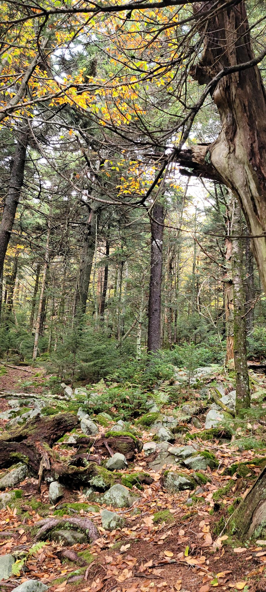 Dense forest floor with mossy rocks, fallen leaves, and tall trees.