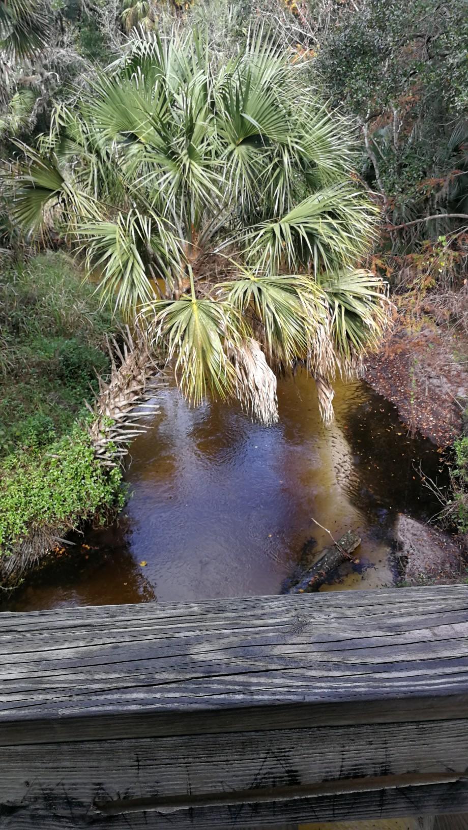 Overhead view of a dark stream with palm trees from a wooden bridge.