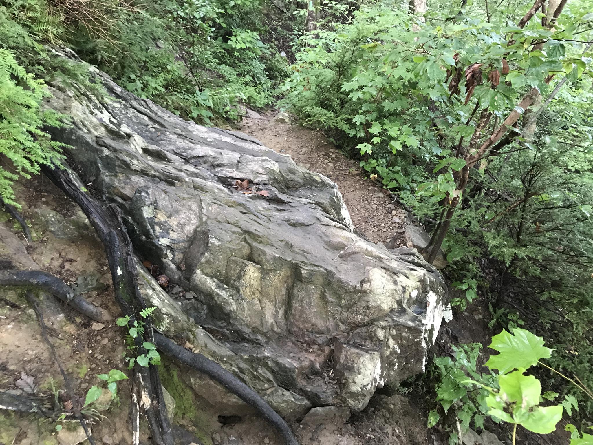 A large mossy boulder next to a dirt path in a lush green forest.