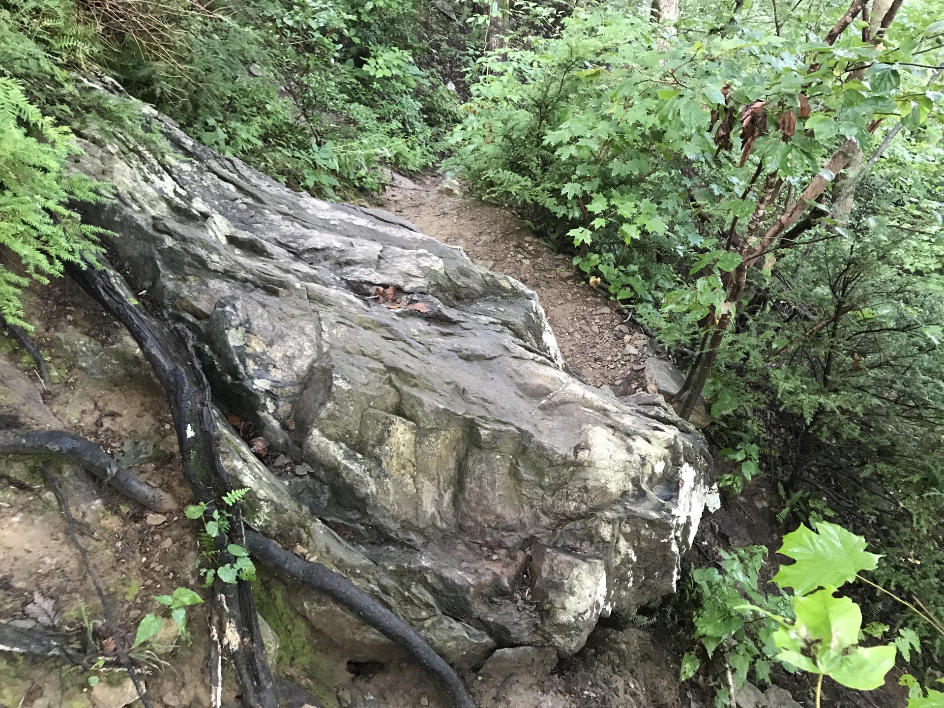 A large mossy boulder next to a dirt path in a lush green forest.