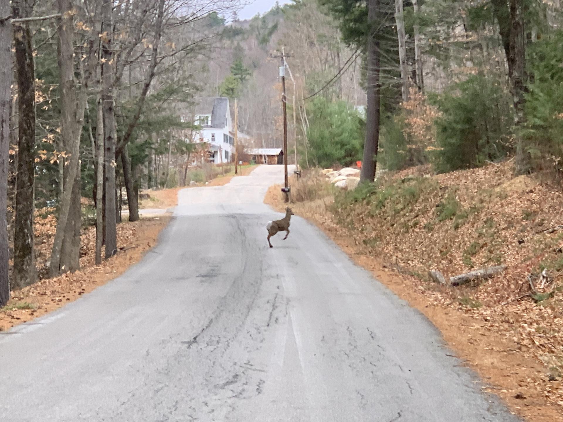 A deer stands on a paved road surrounded by autumn trees and houses.