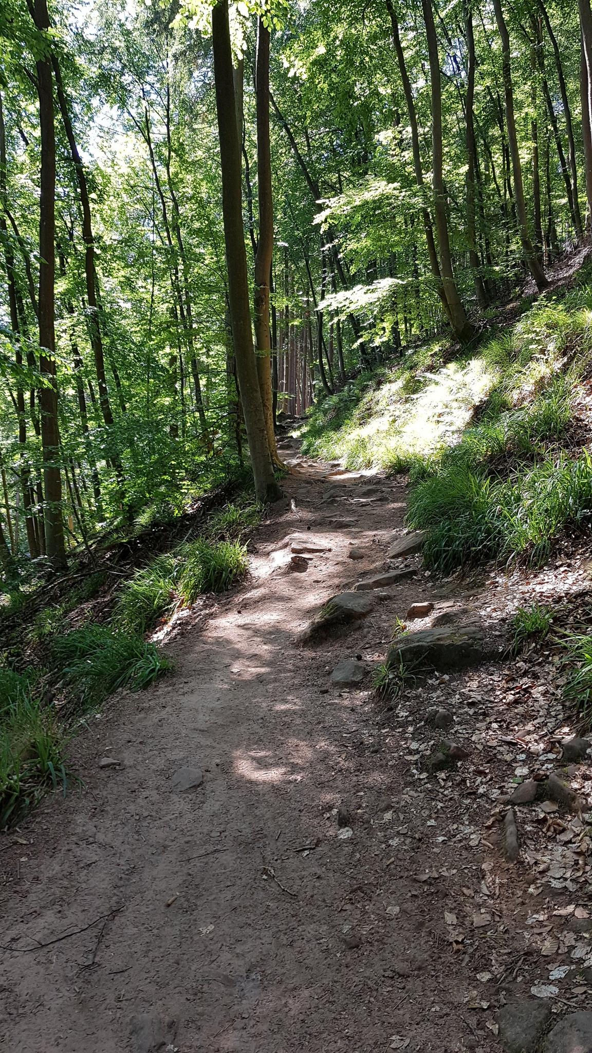 Rundwanderweg Drachenfels: Wanderungen Und Rundwege | Komoot