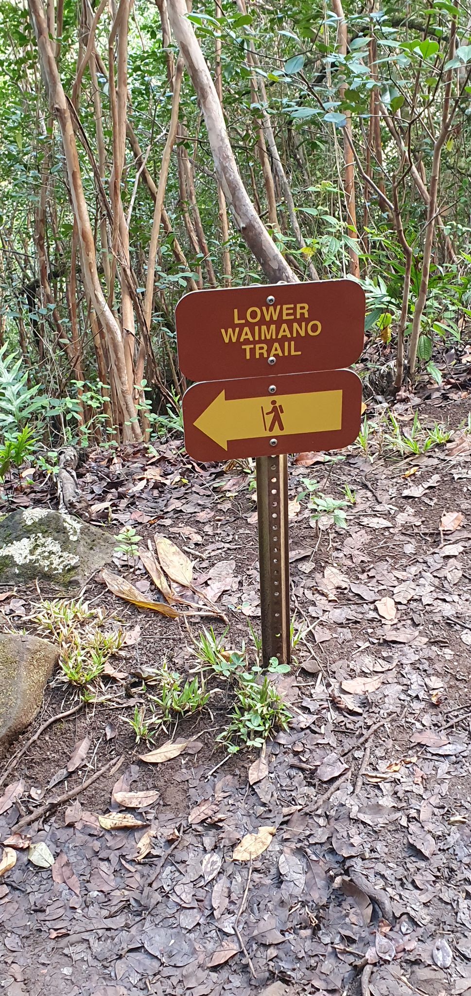 A brown trail sign points left on a dirt path in a bright forest. - Waimano Upper and Lower Loop Trail