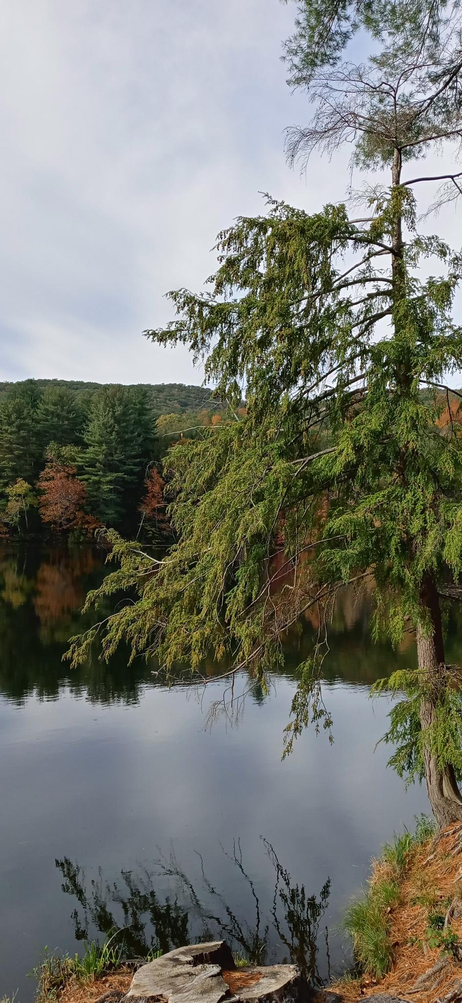Calm lake reflecting autumn forest and an evergreen tree on an overcast day.