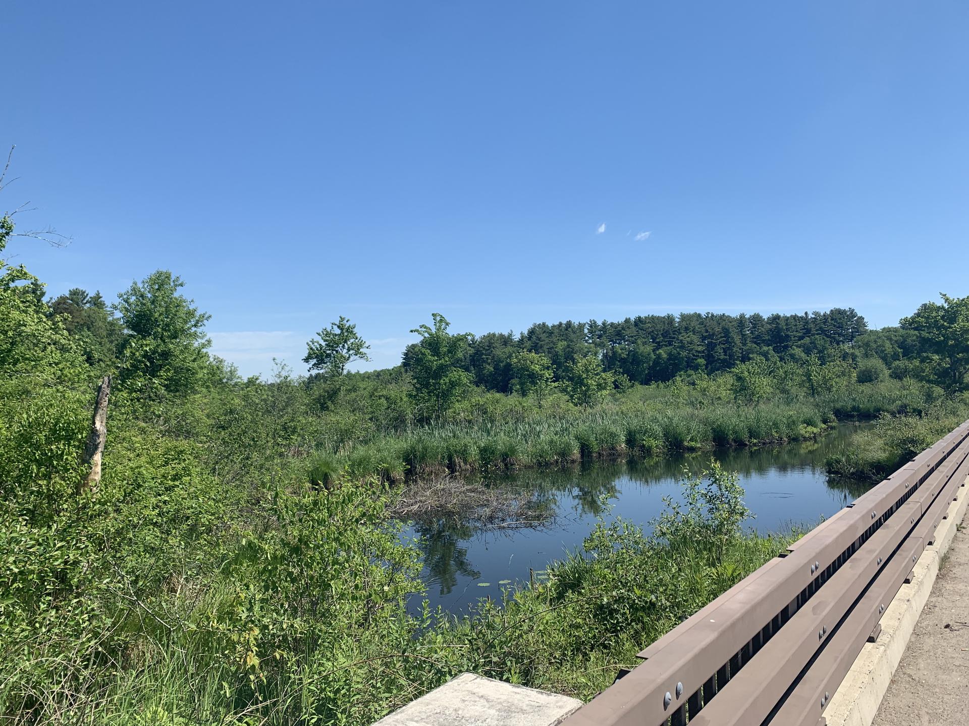 A calm wetland with reeds and trees under a clear blue sky.