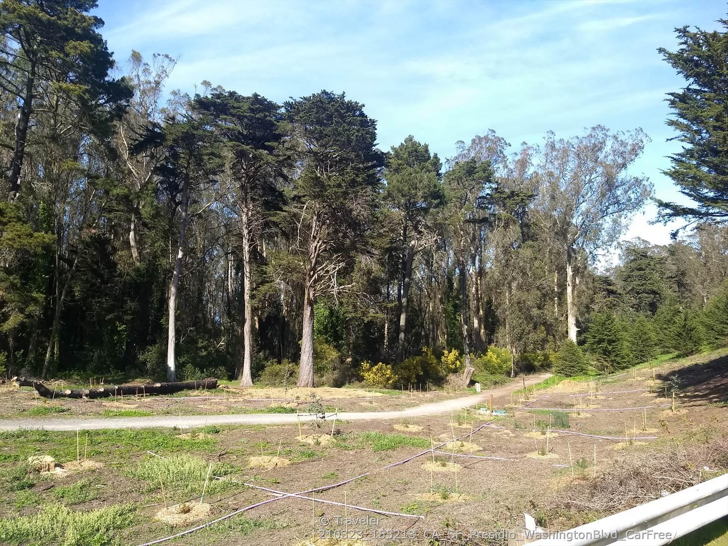 Sunny dirt path winding through a forest of tall evergreen trees.