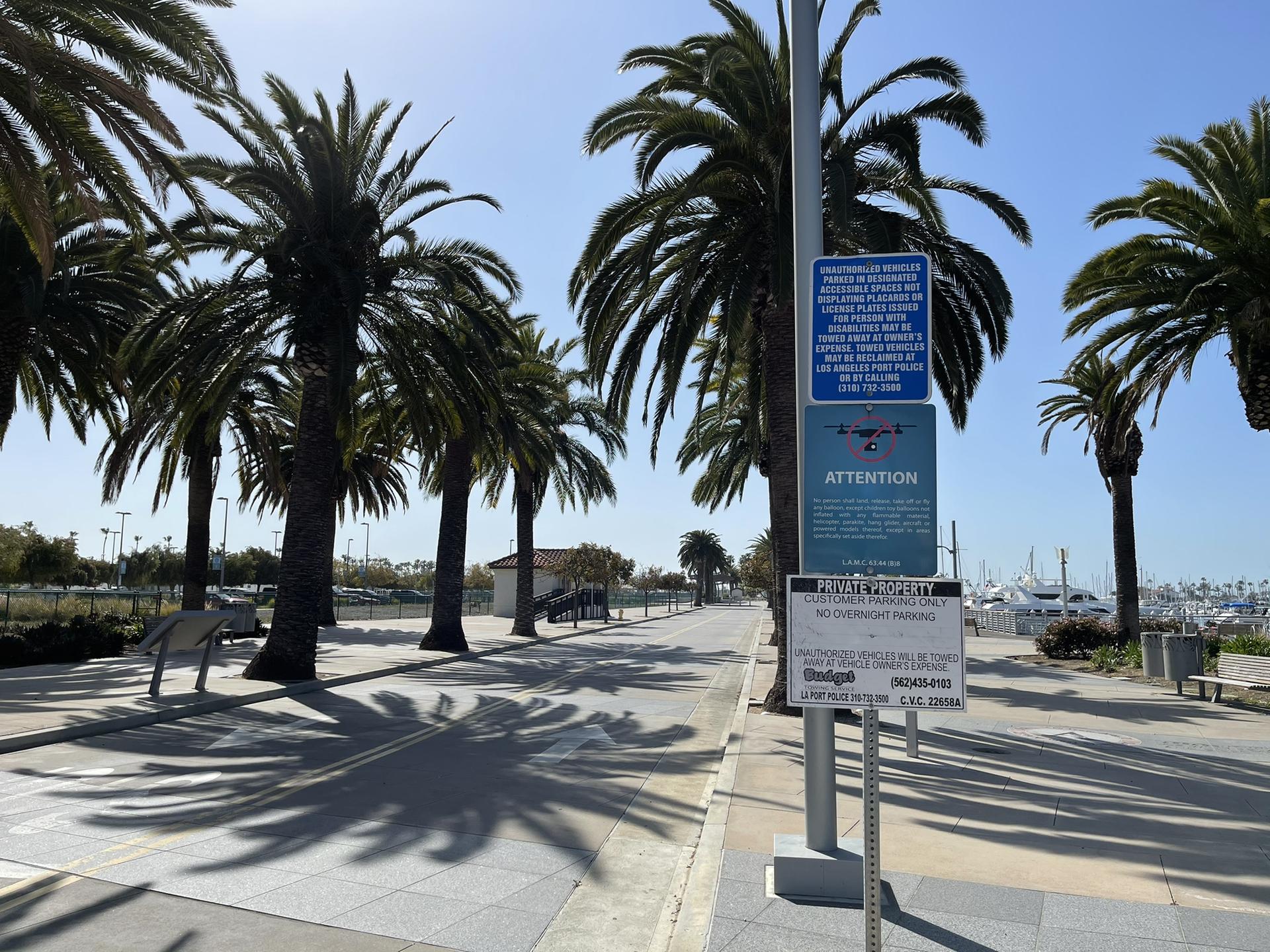 Palm trees line a sunny street with signs and long shadows.