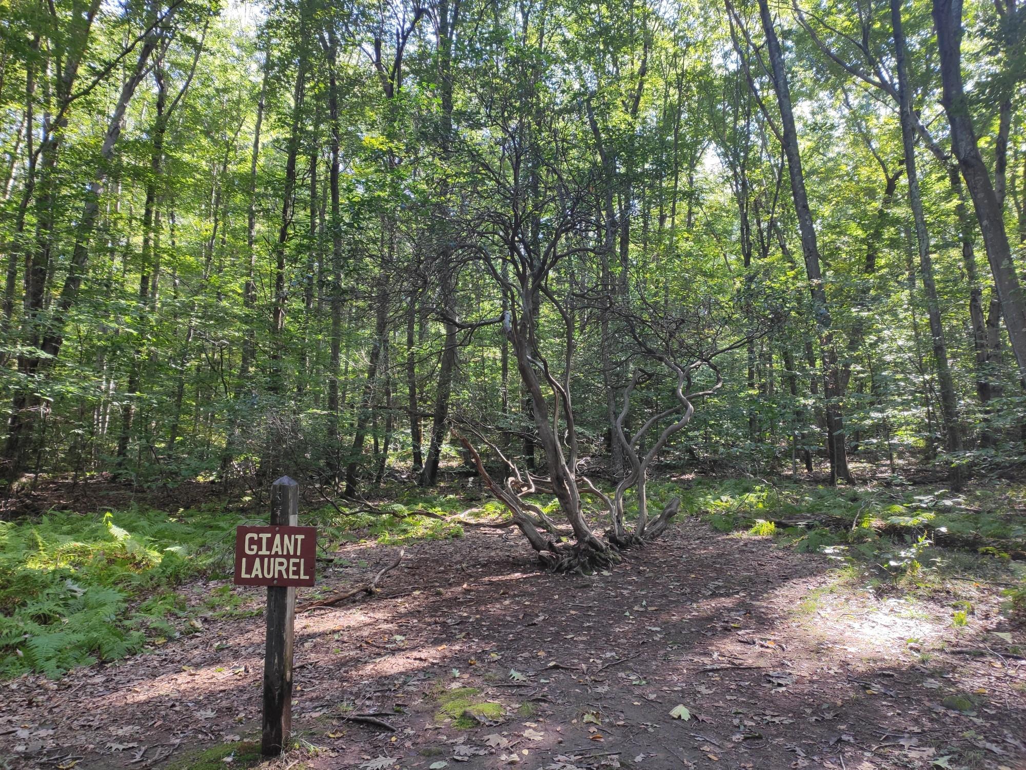 A "Giant Laurel" sign stands on a sun-dappled forest path with a large tree.