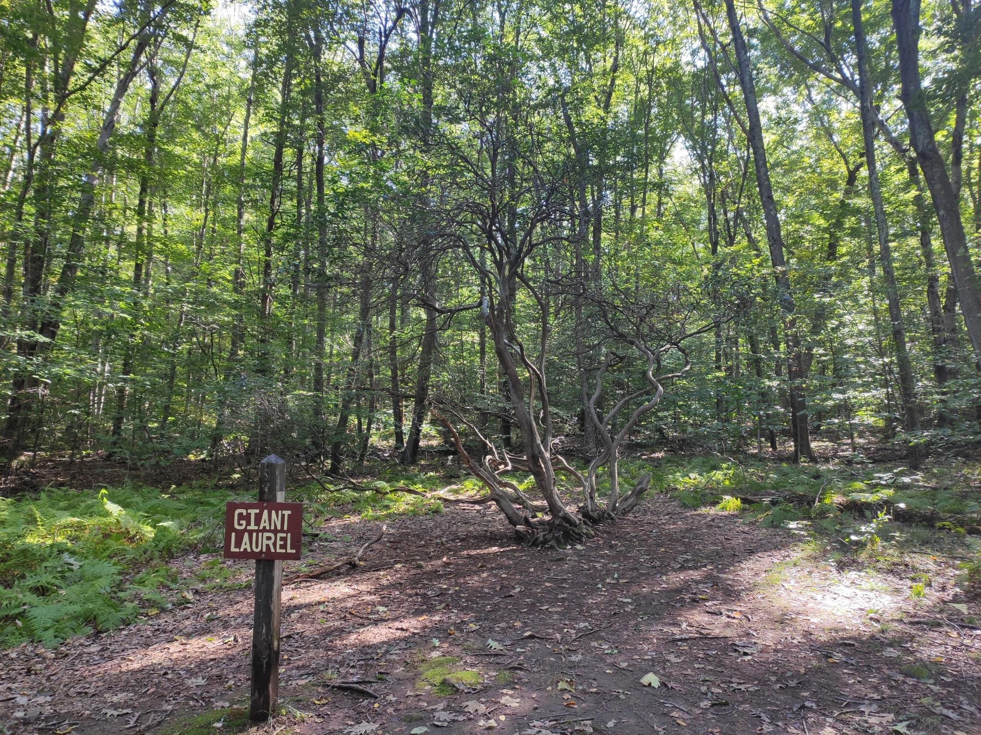 A "Giant Laurel" sign stands on a sun-dappled forest path with a large tree.