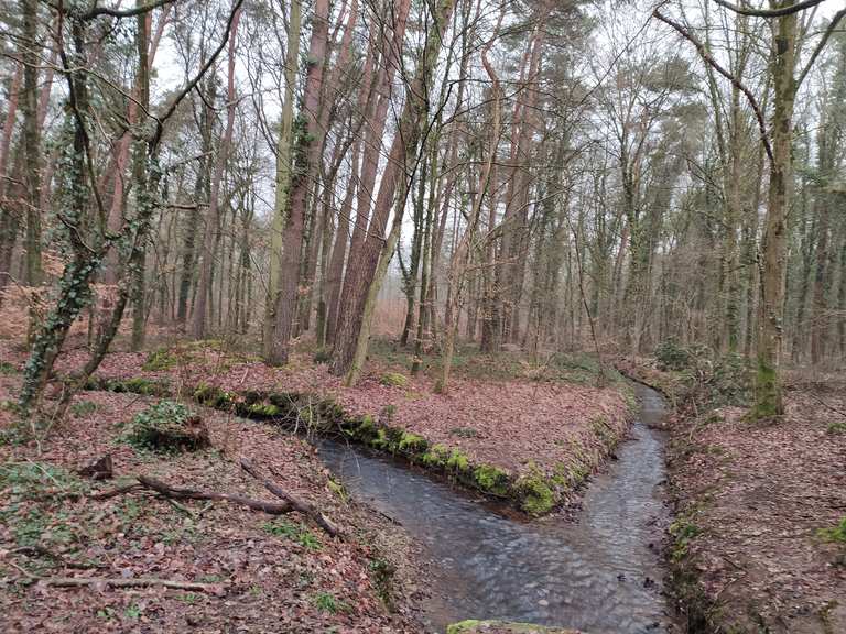 Weiher in der Teninger Allmend Wanderungen und Rundwege komoot