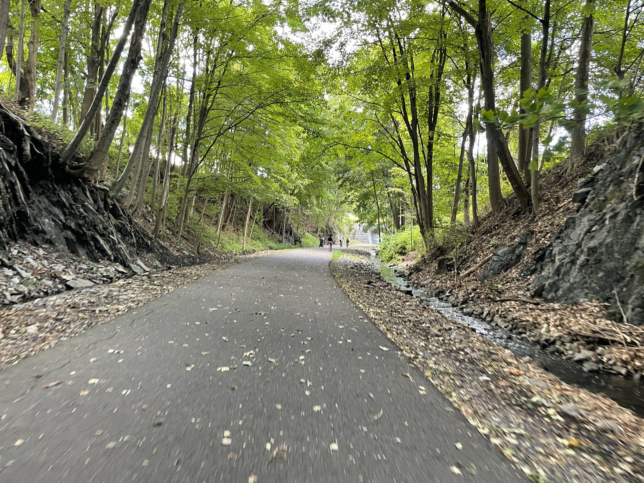 Paved path through a lush green forest with people walking.