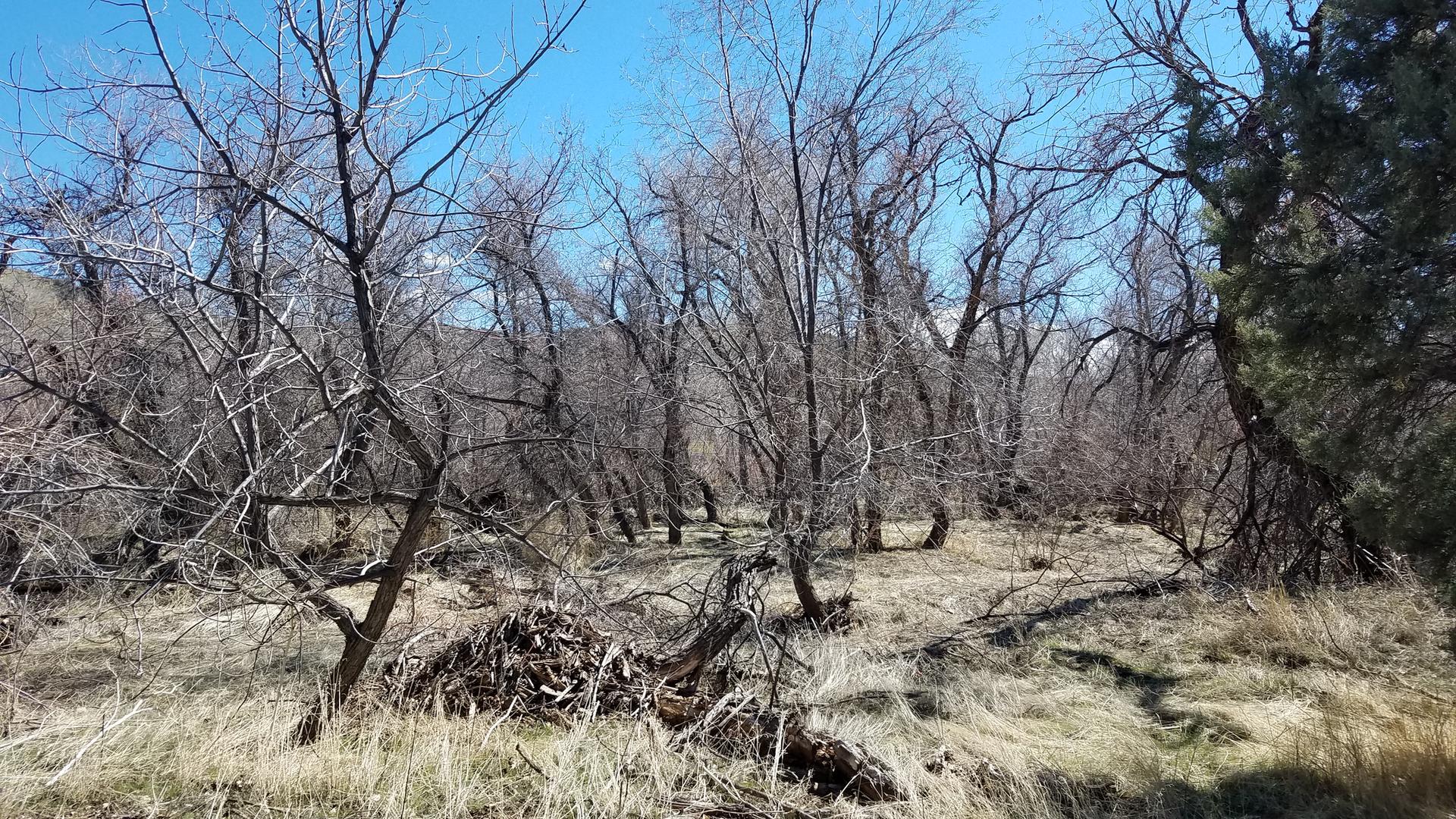 Bare trees and dry grass in a forest under a bright blue sky.