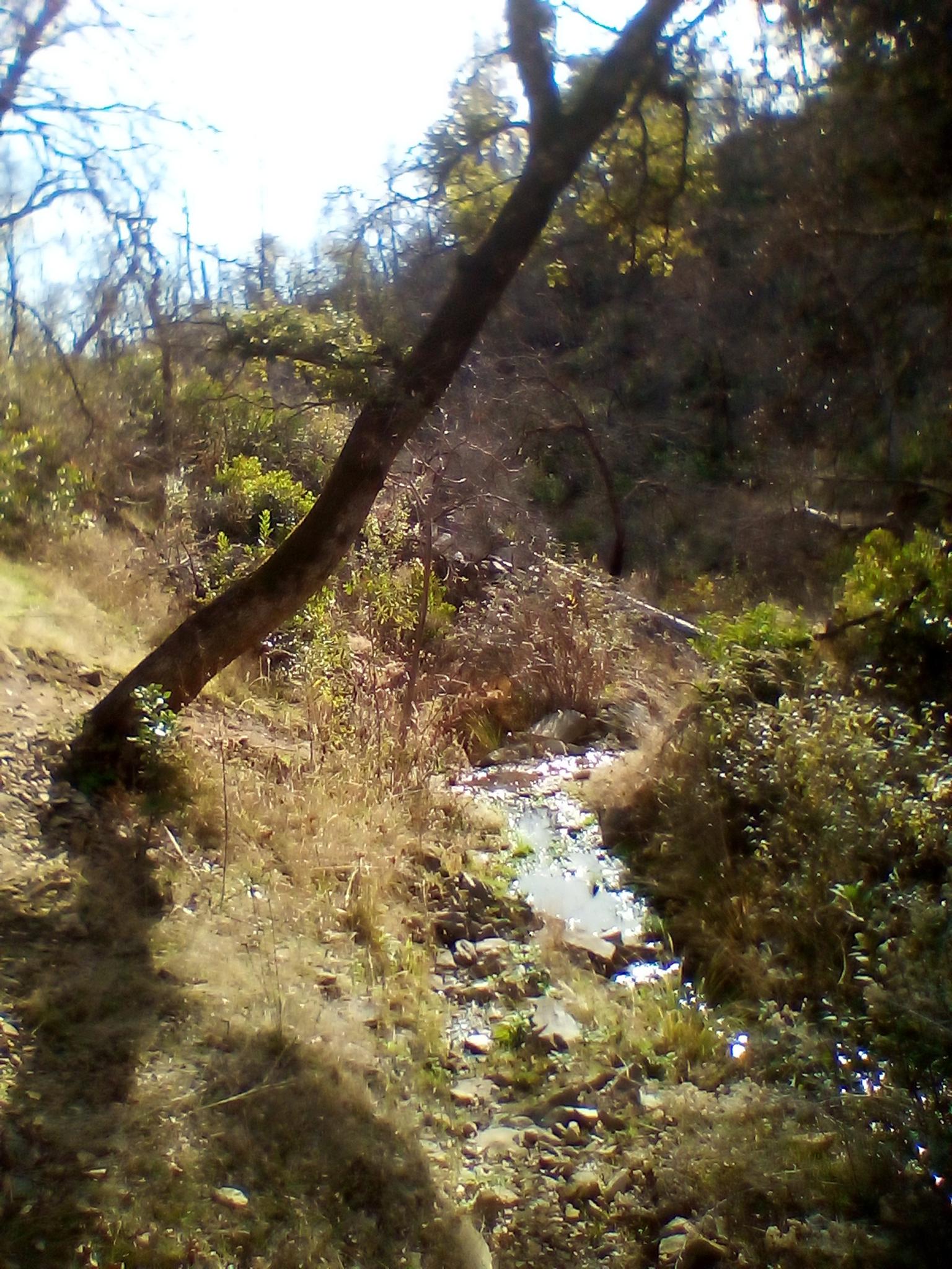 A small stream flows through a dense, sunny wooded area with a leaning tree.